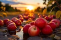 Ripe red apples lying on the ground in orchard. Apple harvest ready to be picked from the orchard Royalty Free Stock Photo