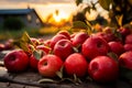 Ripe red apples lying on the ground in orchard. Apple harvest ready to be picked from the orchard Royalty Free Stock Photo