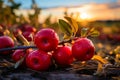 Ripe red apples lying on the ground in orchard. Apple harvest ready to be picked from the orchard Royalty Free Stock Photo