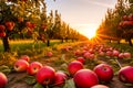 Ripe red apples lying on the ground in orchard. Apple harvest ready to be picked from the orchard Royalty Free Stock Photo