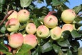 Ripe red apples Ranet on a branch in garden