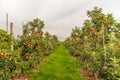 Ripe red apples ready to be picked in a modern Dutch apple orch Royalty Free Stock Photo