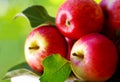 Ripe red apples on table Royalty Free Stock Photo