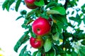 Ripe red apples on a tree branch in the garden Royalty Free Stock Photo