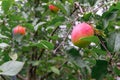 Ripe red apples on tree branches in autumn orchard ready for harvest Royalty Free Stock Photo