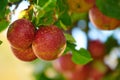 Ripe red apples on a tree with green leaves from below. Organic and healthy fruit growing on an orchard tree branch on a Royalty Free Stock Photo