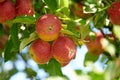 Ripe red apples on a tree with green leaves from below. Organic and healthy fruit growing on an orchard tree branch on Royalty Free Stock Photo