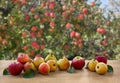 Ripe red apples and yellow pears on wooden table on garden background Royalty Free Stock Photo