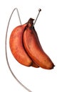 Ripe Red Bananas Bunch Royalty Free Stock Photo