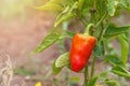 Ripe red bell pepper grows on a green bush in a vegetable garden on a summer sunny day. Place for text Royalty Free Stock Photo