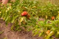 Ripe red bell pepper. Paprika. Hanging on green twigs Royalty Free Stock Photo