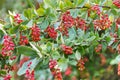 Ripe red berries of barberry on branch. colorful background Royalty Free Stock Photo