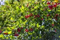 Ripe red berries of barberry in sunny backlight closeup on a green blurred background Royalty Free Stock Photo