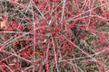 Ripe red berries of Cotoneaster horizontalis plant