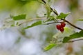 Ripe red berries of red currant