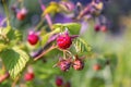 Ripe red berries of the forest raspberry on the branch close-up Royalty Free Stock Photo