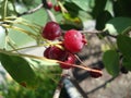 Ripe red berries of Irgi