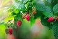 Ripe red berries of raspberry repair on a branch Royalty Free Stock Photo