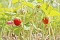 Ripe red berries of wild strawberry forest Fragaria vesca. Royalty Free Stock Photo