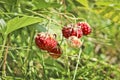 Ripe red berries wild strawberry meadow (Fragaria viridis). Fruiting strawberry plant Royalty Free Stock Photo