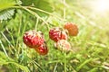 Ripe red berries wild strawberry meadow (Fragaria viridis). Fruiting strawberry plant. In the rays of sunlight Royalty Free Stock Photo