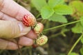 Ripe red berries wild strawberry meadow Fragaria viridis in the woman hand. Royalty Free Stock Photo