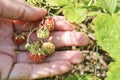 Ripe red berries wild strawberry meadow Fragaria viridis in the woman hand. Royalty Free Stock Photo