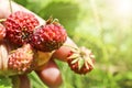 Ripe red berries wild strawberry meadow & x28;Fragaria viridis& x29; in the woman hand. Fruiting strawberry plant Royalty Free Stock Photo