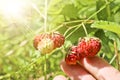 Ripe red berries wild strawberry meadow Fragaria viridis in the woman hand. Fruiting strawberry plant. Royalty Free Stock Photo