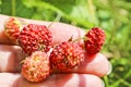 Ripe red berries wild strawberry meadow & x28;Fragaria viridis& x29; in the woman hand. Fruiting strawberry plant Royalty Free Stock Photo