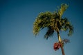 Ripe and Red Betel Nut on the Betel Palm Tree Branch in the Garden. Fruit Areca palm or Fruit Areca nut Royalty Free Stock Photo