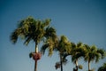 Ripe and Red Betel Nut on the Betel Palm Tree Branch in the Garden. Fruit Areca palm or Fruit Areca nut Royalty Free Stock Photo