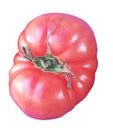 ripe red big tomato isolated Royalty Free Stock Photo