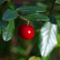 Ripe red bilberry