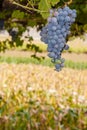 Ripe red or black grapes cluster hanging in a vine Royalty Free Stock Photo