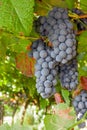 Ripe red or black grapes clusters hanging in a vine Royalty Free Stock Photo