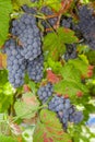 Ripe red or black grapes clusters hanging in a vine Royalty Free Stock Photo