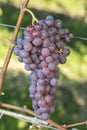 Ripe Red Chasselas Grape In The Vineyard Before Harvest