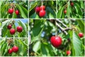 Ripe red cherries on the branch; cherry fruit tree collage Royalty Free Stock Photo