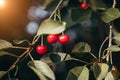 Ripe red cherries on a branch with green leaves, front view. Natural background with berries with sunlight. Royalty Free Stock Photo