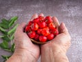 Ripe red cherries in a ceramic bowl on the palm of senior woman Royalty Free Stock Photo