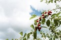 Ripe red cherries on a cherry tree branches Royalty Free Stock Photo