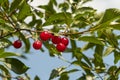 Ripe, red cherries on green branches against a blue sky Royalty Free Stock Photo