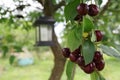 Ripe red cherries and green leaves on cherry tree in the garden Royalty Free Stock Photo