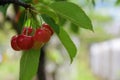 Ripe red cherries hanging from cherry tree branch. Harvest sweet cherries on tree. Blurred light background. Natural Light. Royalty Free Stock Photo