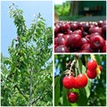 Ripe red cherries in the orchard; fruit collage