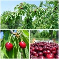 Ripe red cherries in the orchard; fruit collage Royalty Free Stock Photo