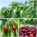 Ripe red cherries in the orchard; fruit collage