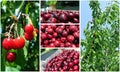 Ripe red cherries in the orchard; fruit collage