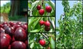 Ripe red cherries in the orchard; fruit collage Royalty Free Stock Photo